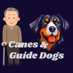How do people who are blind or have low vision use canes or guide dogs?