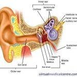 The Vestibular Nerve
